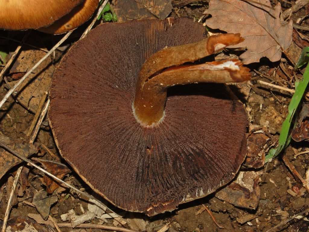 Psathyrella lacrymabunda